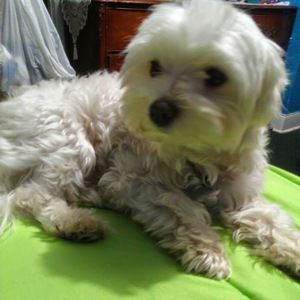 Meet your Posher, Mabel